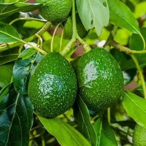 Avocado Plant - Persea Americana, Butter Fruit Plant