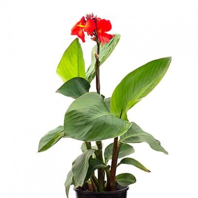 Canna Red Flower Plant