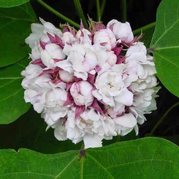 Clerodendrum Chinense