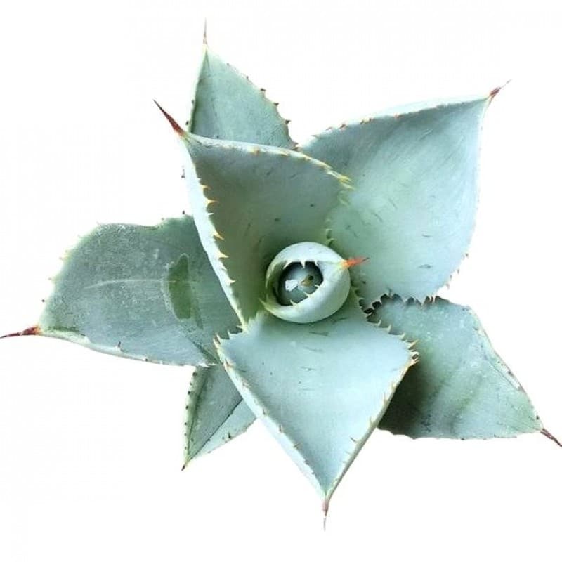 Agave Dwarf Butterfly
