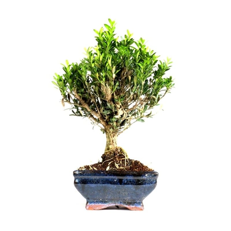 Buxus Harlandii Bonsai