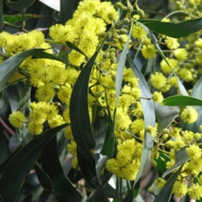 Acacia Pycnantha-Australian Babool