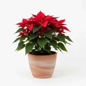 Poinsettia Flower Plant ফুলের চারা - ক্রিসমাস ফ্লাওয়ার গাছ কিনুন বাংলাদেশে | Buy Poinsettia Plant in Bangladesh