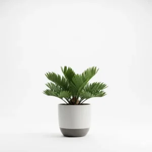 Zamia Palm Plant - সৌন্দর্য্য ও শান্তির ছোঁয়া আপনার বাগানে