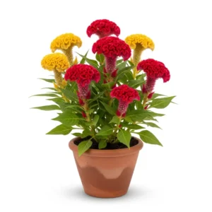 মোরগফুল ফুলের চারা - আকর্ষণীয় রঙের সমাহার | Celosia Flower Plant