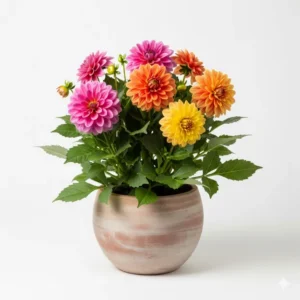 ডালিয়া ফুলের চারা - Dahlia Flower Plant | Online নার্সারি বাংলাদেশ