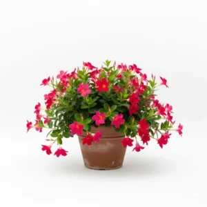 মানডেভিলা ফুলের চারা - Mandevilla Flower Plant | Online নার্সারি