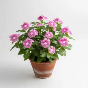 নয়নতারা ফুলের চারা - নয়নতারা গাছ অনলাইনে কিনুন | Buy Nayantara Flower Plant Online