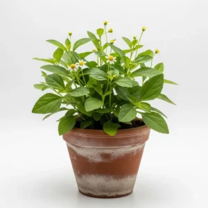 ভৃঙ্গরাজ ফুলের চারা - Bhringaraj Flower Plant - প্রাকৃতিক চুলের যত্নের উৎস