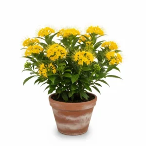 ফার্স্ট লাভ ফুল চারা - First Love Flower Plant | আকর্ষণীয় এবং সুগন্ধী