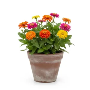 জিনিয়া ফুলের চারা - Zinnia Flower Plant - অনলাইনে কিনুন