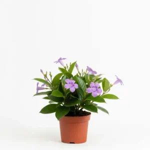 Rubber Vine Flower Plant - রাবার ভাইন ফুলের চারা - Buy Online in Bangladesh