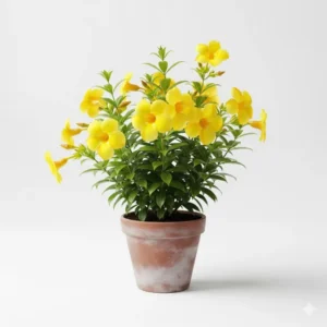 এলামুন্ডা হলুদ ফুল গাছ - Alamanda Yellow Flower Plant - আপনার বাগানের জন্য