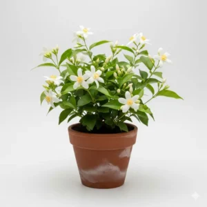 জুঁই ফুলের চারা - সুগন্ধী এবং আকর্ষণীয় Jui Flower Plant