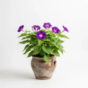 মর্নিং গ্লোরি ফুলের চারা - Morning Glory Flower Plant | Buy Online in Bangladesh