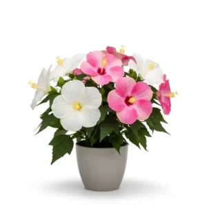 স্থলপদ্ম ফুলের চারা - Night Blooming Cereus Plant - সুলভ মূল্যে কিনুন!