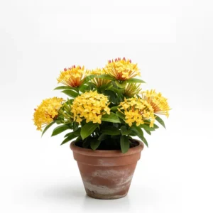 হলুদ রঙ্গন চারা - আকর্ষণীয় ফুল ও সহজ পরিচর্যা | Yellow Rongon Plant