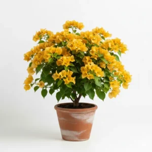 বাগানবিলাস হলুদ ফুল গাছ - Bougainvillea Yellow Flower Plant - অনলাইনে কিনুন