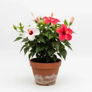 দেশী জবা ফুলের চারা - আকর্ষণীয় লাল ফুল | Hibiscus Plant - Desi Joba Flower Plant