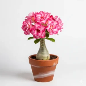 এডেনিয়াম (ডাবল পাপড়ি) ফুলের চারা - Adenium Double Petal Flower Plant