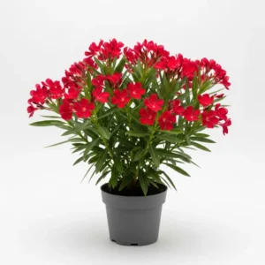 লাল করবী ফুল গাছ - Red Karabi Flower Plant - অনলাইনে কিনুন