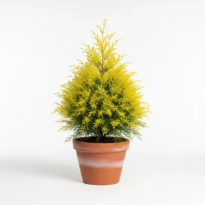 গোল্ড মপ সাইপ্রেস ফুলের চারা - Gold Mop Cypress Plant