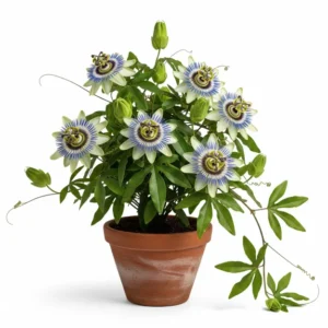 ঝুমকলতা ফুলের চারা - অনলাইনে কিনুন সেরা দামে | ঝুমকা লতা গাছ