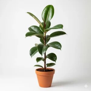 Rabar Plants ফুলের চারা - আকর্ষণীয় এবং স্বাস্থ্যকর চারা অনলাইনে কিনুন