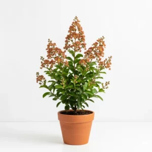 খয়েরি রঙের ফুরুশ ফুলের চারা - Brown Lagerstroemia indica Plant (Furus Flower Plant)