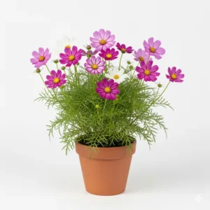 কসমস ফুলের চারা - Cosmos Flower Plant - আপনার বাগানের জন্য