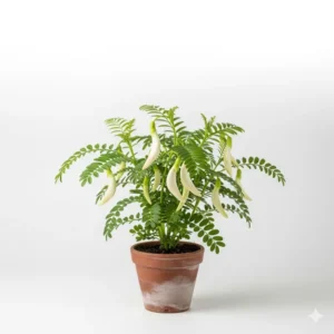 বকফুল ফ্লাওয়ার প্ল্যান্ট - Bokful Flower Plant - আপনার বাগানের জন্য সেরা ফুলের চারা