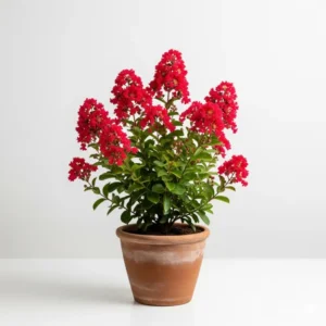 লাল ফুরুশফুলের চারা - Flame of the Forest Seedling - Buy Red Palash Seedling Online in Bangladesh