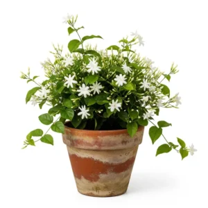 বেলী ফুলের চারা - সুগন্ধী এবং স্বাস্থ্যকর | Jasmine Plant - Buy Online in Bangladesh