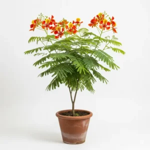 কৃষ্ণচূড়া ফুলের চারা - Krishnochura- Buy Online in Bangladesh