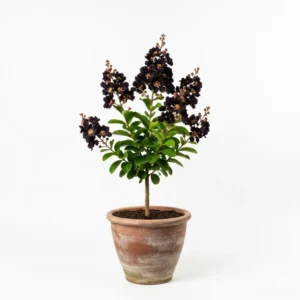কালো ফুরুশ ফুলের চারা - Black Furus Flower Plant - Buy Online in Bangladesh