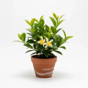 নাগচাঁপা ফুলের চারা - সুগন্ধী এবং আকর্ষণীয় | Nagchampa Flower Plant - Fragrant & Attractive