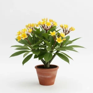 হলুদ কাঠগোলাপ ফুলের চারা - Yellow Frangipani Plant - অনলাইনে কিনুন