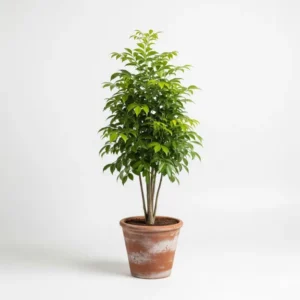 ছাতিম ফুলের চারা - সরাসরি বাগান থেকে | ছাতিম গাছ কিনুন অনলাইনে - Affordable Price