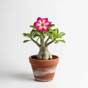 এডেনিয়াম সিঙ্গেল পাপড়ি ফুলের চারা - Adenium Single Petal Flower Plant