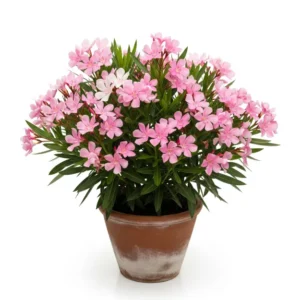 করবী ফুলের চারা - Karabi Flower Plant - আপনার বাগানের জন্য