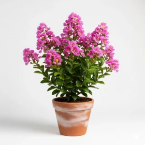 গোলাপী ফুরুশ ফুলের চারা - Golapi Purush Flower Plant - Pink Frangipani Plant