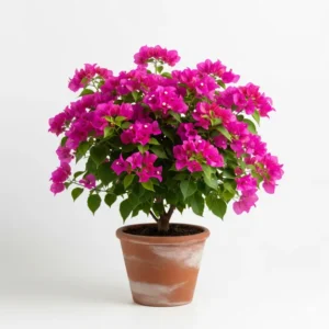 বাগানবিলাস গোলাপী ফুল গাছ - Bougainvillea Pink Flower Plant - আকর্ষণীয় গোলাপী রঙ!