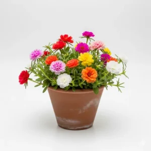 পর্তুলিকা ফুলের চারা - Portulaca Flower Plant - আকর্ষণীয় রঙের সমাহার!