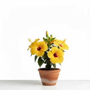 হলুদ জবা ফুলের চারা - Yellow Hibiscus Plant - অনলাইনে কিনুন