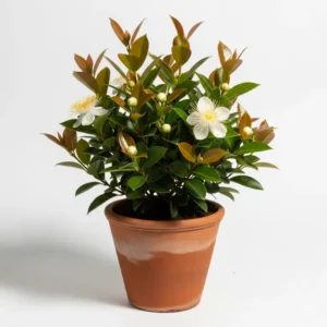 নাগেশ্বর ফুলের চারা - Nageshwar Flower Plant - আকর্ষণীয় সুগন্ধী ফুল