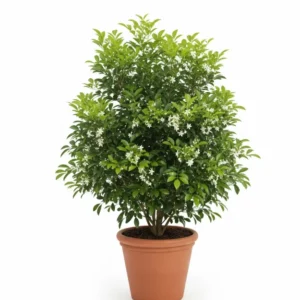 বল কামিনী ফুলের চারা - আপনার বাগানের জন্য সেরা পছন্দ