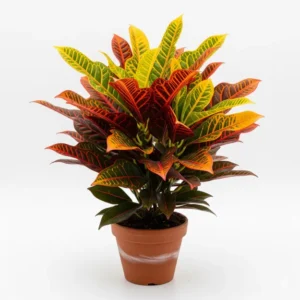 প্রিন্সেস-Patabahar ফুলের চারা - Princess Patabahar Flower Plant - Online নার্সারি