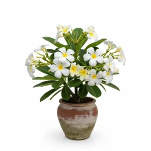 সাদা কাঠগোলাপ ফুলের চারা - White কাঠগোলাপ Plant - অনলাইনে কিনুন