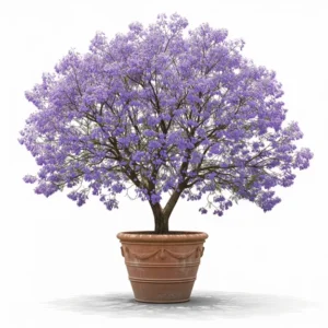 Jacaranda ফুলের চারা - আপনার বাগানের জন্য পারফেক্ট