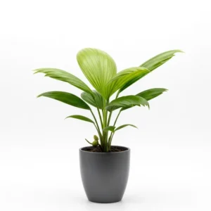 তাল/Palmyra Palm চারা - আপনার বাগানের জন্য দেশীয় গাছ